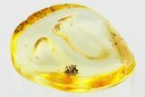 Detailed Fossil Spider (Araneae) In Baltic Amber #307808-1